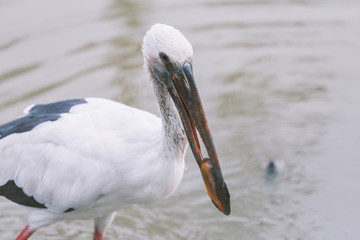 White stork catch shellfish from mud water