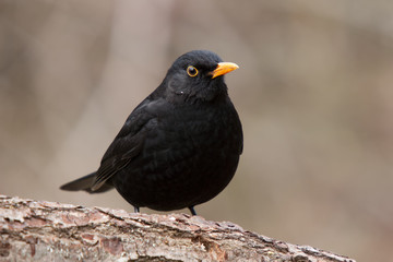 Amsel auf einem Baumstamm