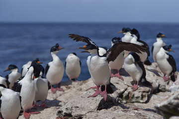 Naklejka premium Group of Imperial Shag (Phalacrocorax atriceps albiventer) on a rock ledge on the coast of Carcass Island in the Falkland Islands