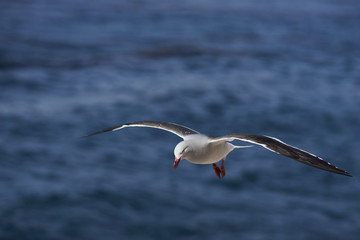 Dolphin Gull (Leucophaeus scoresbii) in flight on the coast of Carcass Island in the Falkland Islands.