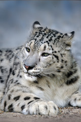 Close up snow leopard portrait