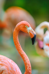 A portrait of a flamingo bending its neck © kwadrat70