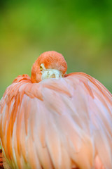 A Chilean Flamingo preening his feathers © kwadrat70