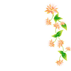 beautiful  flowers, on a white