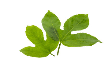 Fototapeta premium Passion fruit leaves isolated on white background