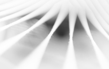 Black and white minimal abstraction ropes backdrop