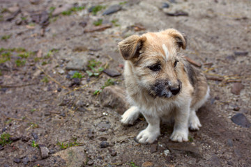A beige dog sitting on the ground
