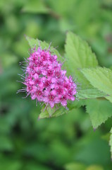 pink flower on the green background