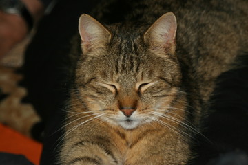 Kater Archibald
