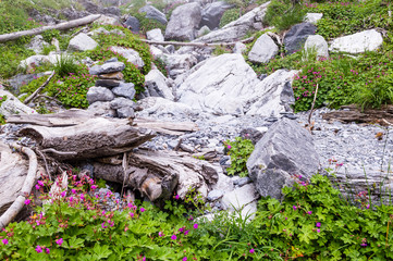 Stones and flowers in green foggy forest in Olympus National Park, Greece