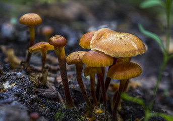 Mushroom/Mushrooms from forest in Latvia.