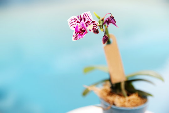 Orqu&iacute;dea 