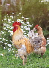a bright red rooster on the farm, surrounded by green grass and daisies