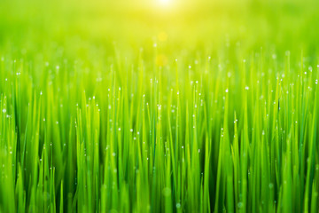 rice plant in rice field