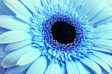 Papier Peint photo Autocollant Gerbera Fleur de gerbera bleu