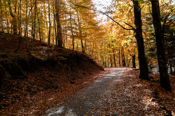 Autumn Season in River and Forest