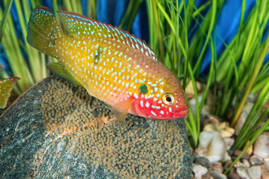 Portrait of cichlid fish (Hemichromis sp.) in aquarium