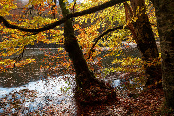 Lake with Reflection in Yedigoller
