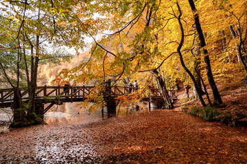 Wooden Bridge with Fallen Leaves over Lake
