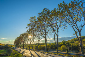 route nationale avec platanes