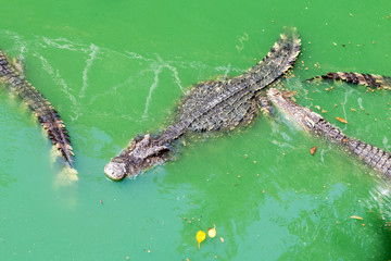 crocodiles in the water