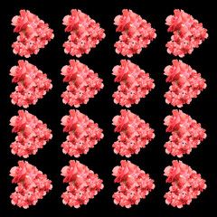 Beautiful floral background of roses 