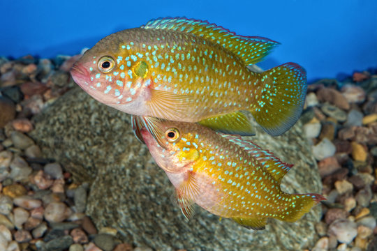 Portrait of cichlid fish (Hemichromis sp.) in aquarium