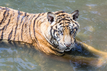 tiger looking at bubbles in a pond.