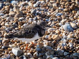 Ruddy Turnstone (Arenaria interpres) on the Beach in Hastings