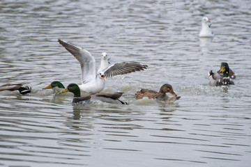 Ducks and seagulls on lake