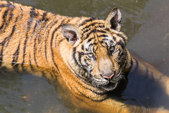tiger looking at bubbles in a pond.