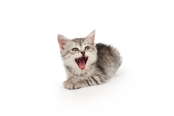 Fototapeta na wymiar Little Gray Furious Kitten Isolated on White