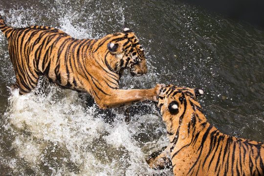 Two Tigers fighting in Water