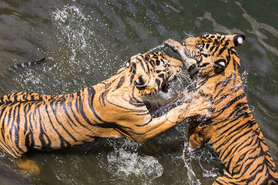 Two Tigers fighting in Water