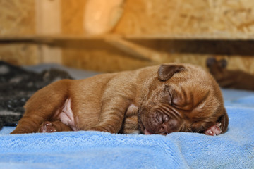 Dogue de Bordeaux - Puppies - 7 days old