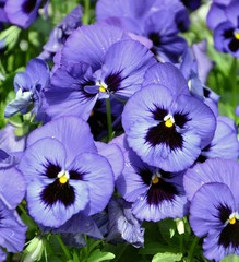 Violet Pansy