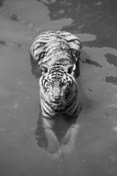 tiger looking at bubbles in a pond, black and white color tone.