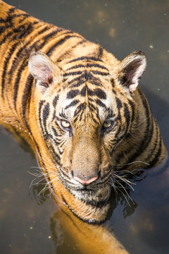 tiger looking at bubbles in a pond.