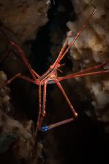 Yellowline Arrow Crab (Stenorhyncus seticornis) on the Front Porch dive site, Bonaire, Netherlands...
