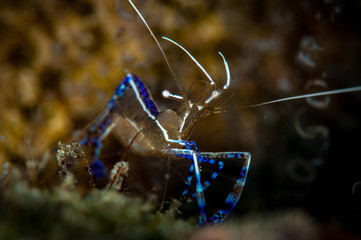 Pedersen Cleaner Shrimp  (Periclimenes pedersoni), Front Porch dive site, Bonaire, Netherlands Antilles