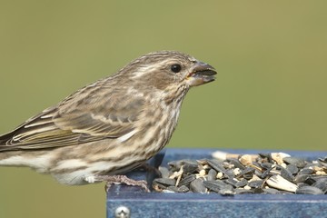 Female Purple Finch (Carpodacus purpureus)