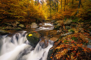 Herbstliche Jahreszeit im Wald mit Fluss