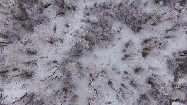 A high aerial shot over river and snowy trees in winter