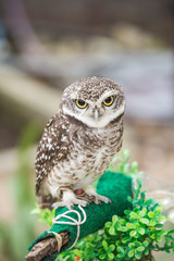 Closeup little owl on a pole