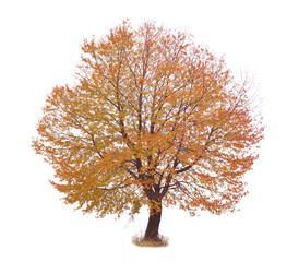 autumn red tree with white background and meadow