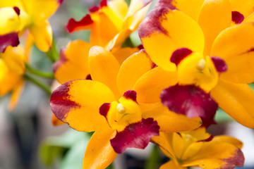 Obraz premium Yellow Rhynchostylis gigantea Orchid