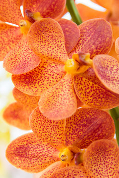 Orange Vanda orchid.