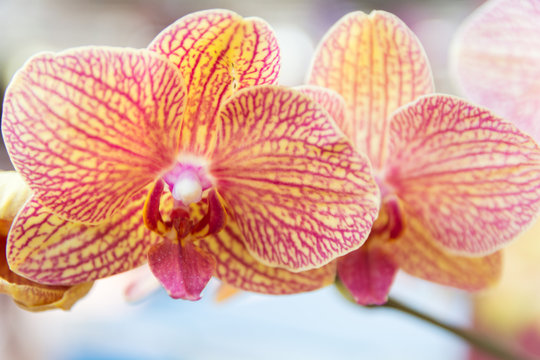 Yellow and red Vanda orchid.