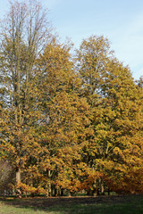 Fototapeta premium Oak grove in autumn