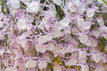 Dendrobium pirmulinum Orchid